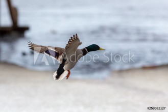 Bild von Duck in flight